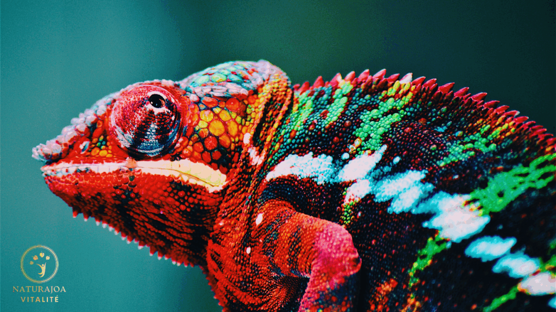 L'Importance de l’Adaptation naturajoa.com