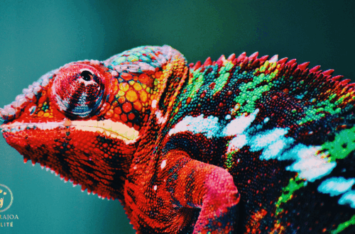 L'Importance de l’Adaptation naturajoa.com