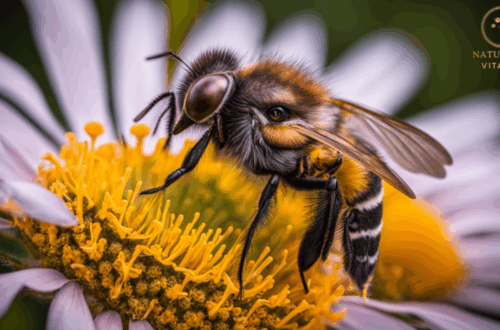 Protéger la Biodiversité naturajoa.com