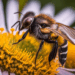 Protéger la Biodiversité naturajoa.com