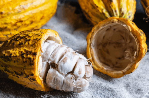 Les Bienfaits Énergisants du Cacao Cru pour Notre Vitalité Globale naturajoa.com