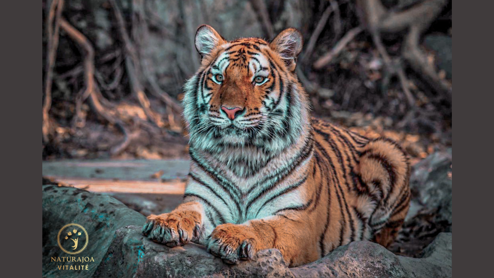 Être Végane à l’ère du Mercosur : Agir pour les Animaux et la Terre naturajoa.com jr.naturajoa.com Joanna Anna Romanowska