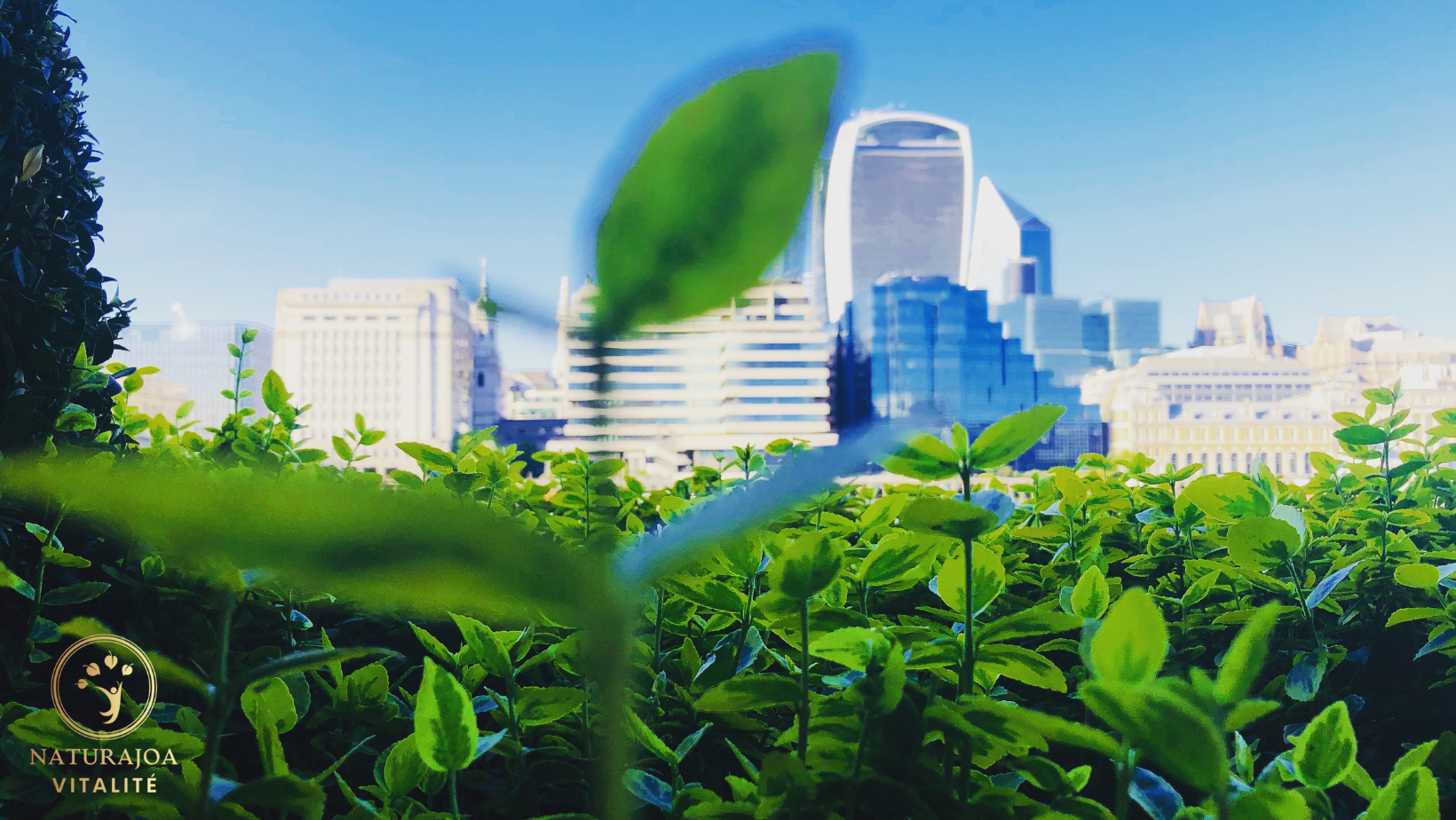 L’Importance Vitale d’une Ville Sans Pollution pour Ses Habitants naturajoa.com