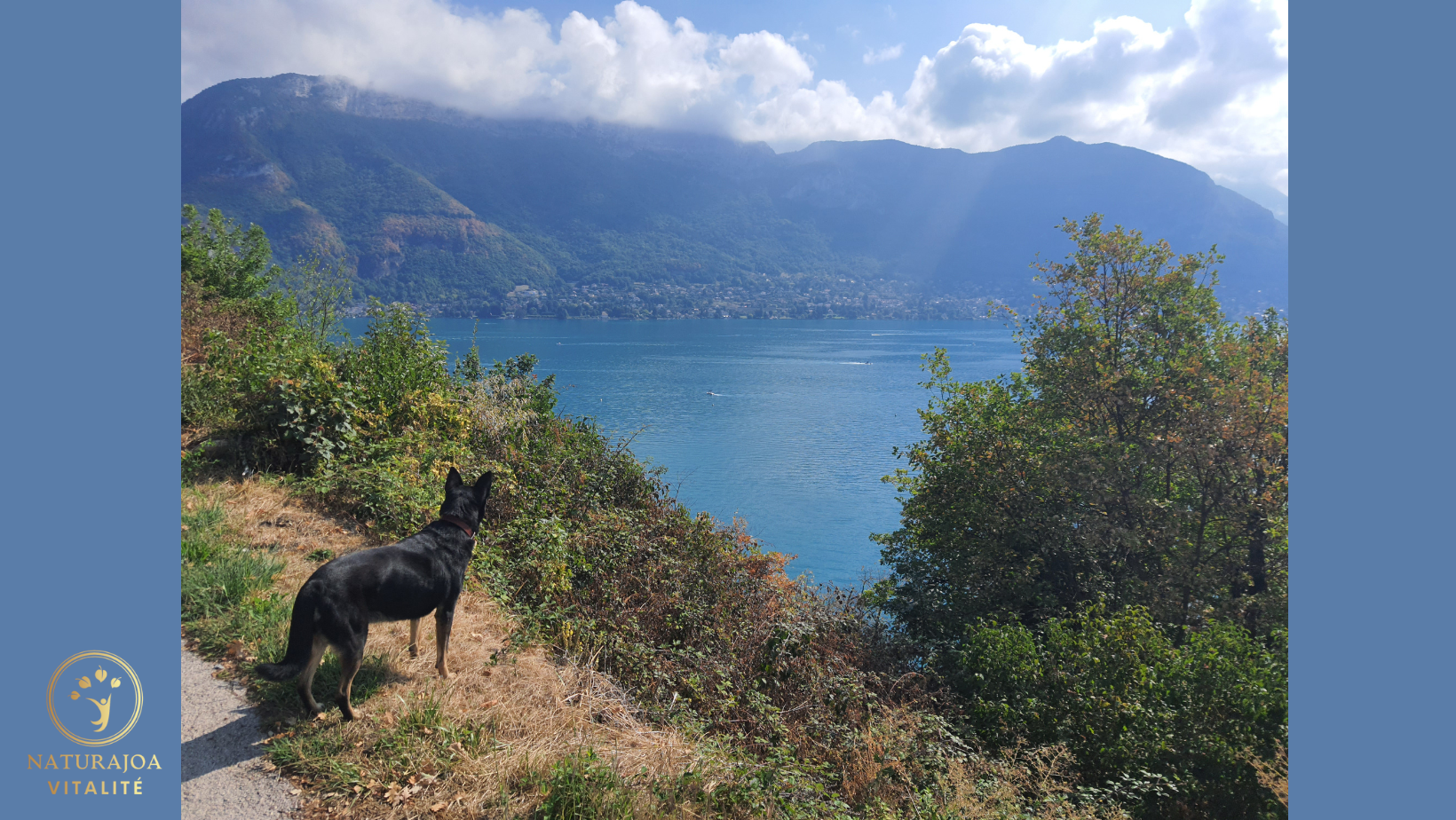 Protéger et Sauver les Animaux : Une Nécessité Vitale pour l’Équilibre de la Vie naturajoa.com