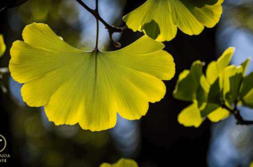 Le Ginkgo biloba Une Plante Millénaire naturajoa.com