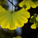 Le Ginkgo biloba Une Plante Millénaire naturajoa.com