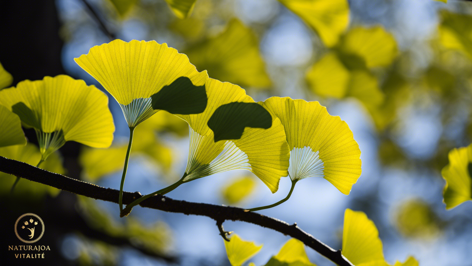 Le Ginkgo biloba Une Plante Millénaire naturajoa.com