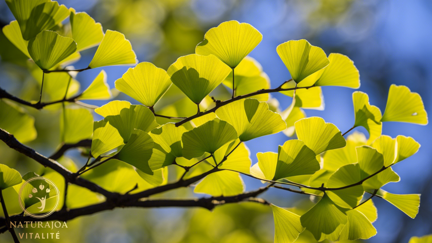 Le Ginkgo biloba Une Plante Millénaire naturajoa.com