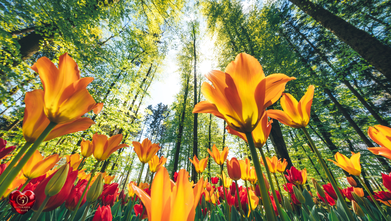 Reconnecter l’Humain à Sa Nature. Notre Vitalité Globale Réside dans le Respect des Lois Naturelles naturajoa.com