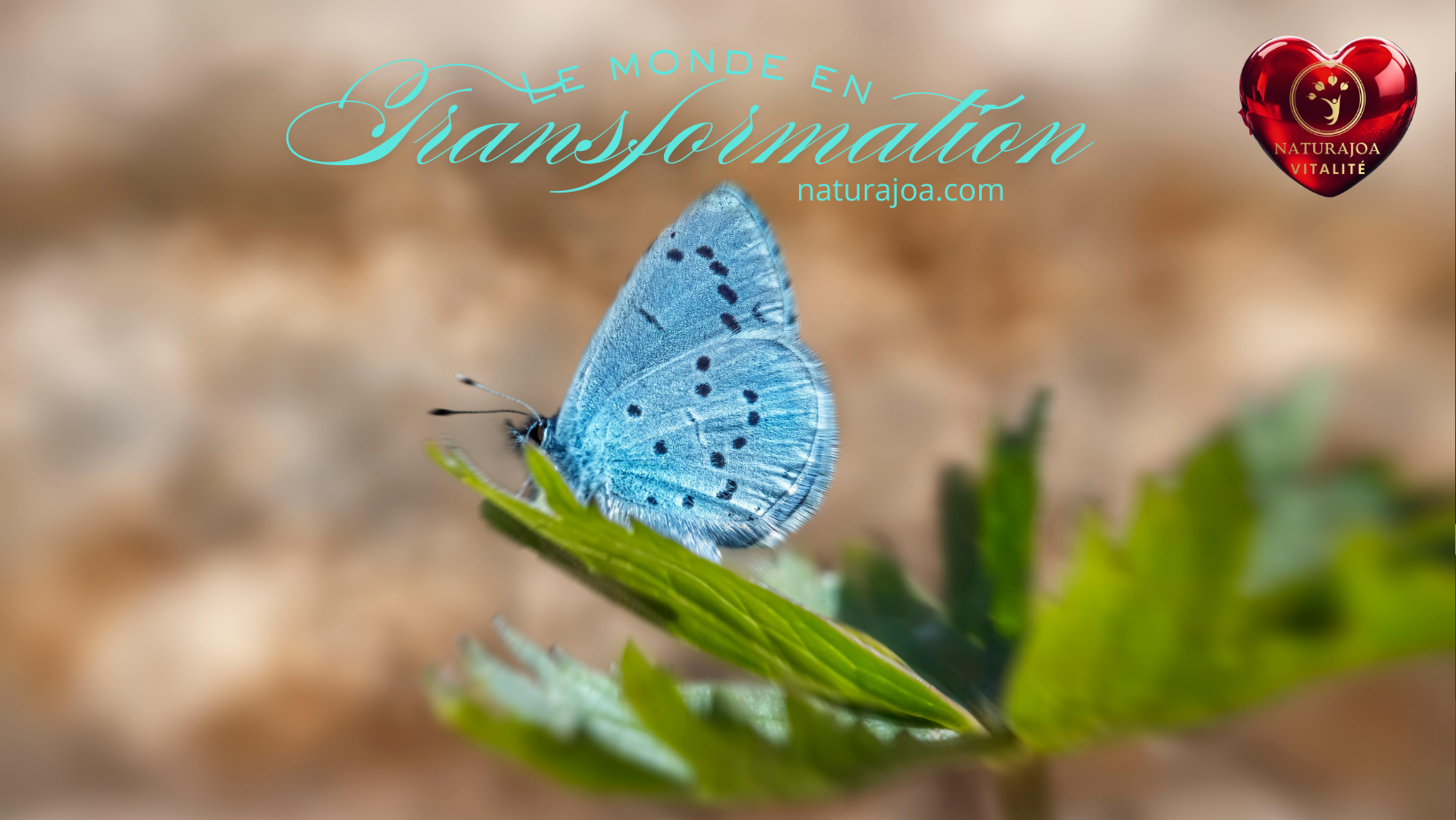 Joanna Anna Romanowska naturajoa.com