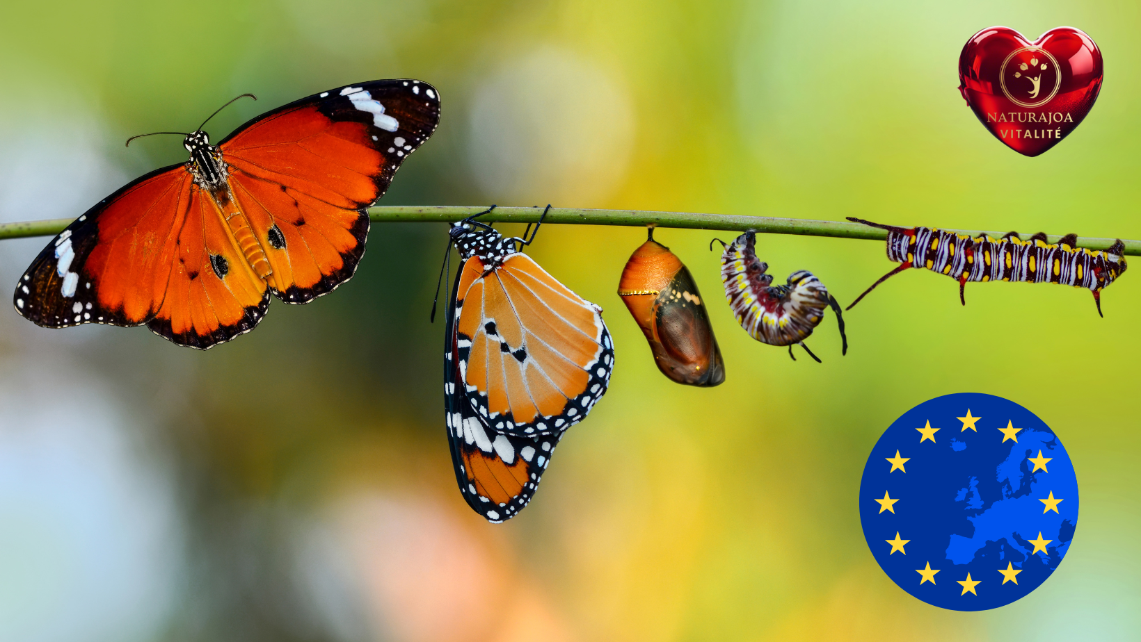 Réinventer l’Avenir par le Dialogue et l’Harmonie : Une Rentrée Tournée vers la Coopération naturajoa vitalité naturajoa.com