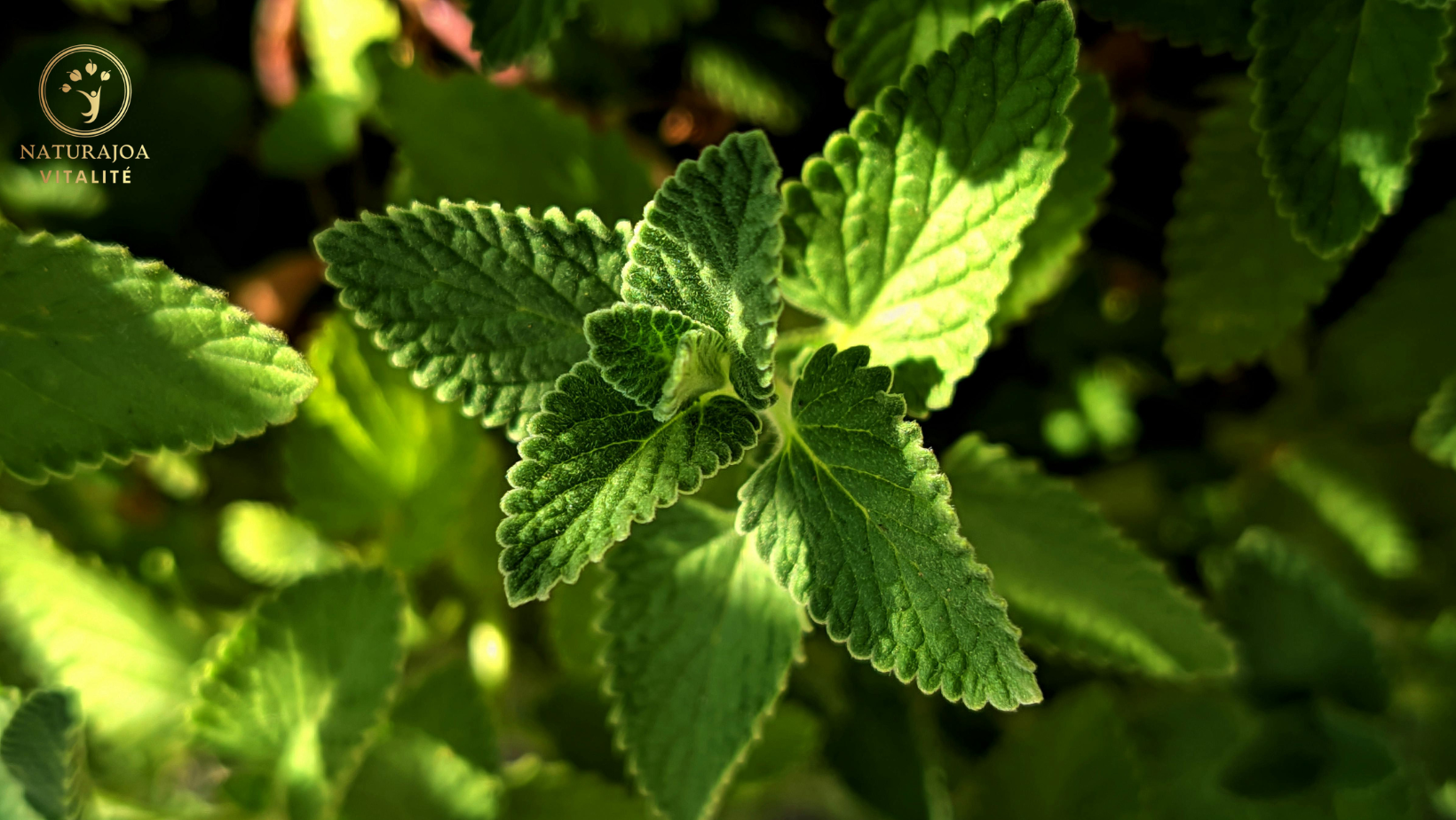 Menthe en Été : Bienfaits, Vertus, Recettes et Réponses aux Questions les Plus Fréquentes Joanna Romanowska naturajoa.com